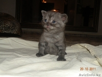  Британские короткошерстные, чистокровные котята. - Изображение #4, Объявление #431562