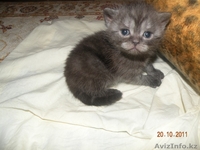  Британские короткошерстные, чистокровные котята. - Изображение #5, Объявление #431562