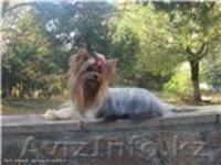 Щенки йоркширского терьера питомник черный ангел - Изображение #1, Объявление #490300