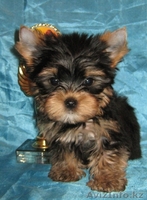 Щенки йоркширского терьера питомник черный ангел - Изображение #2, Объявление #490300