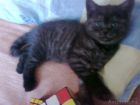 Котёнок Британский короткошерстный - Изображение #1, Объявление #486543