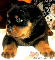 Породные щенки ротвейлера - Изображение #2, Объявление #554534