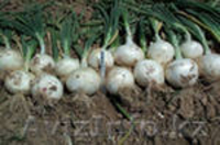 Семена овощей и картофеля - Изображение #2, Объявление #597607