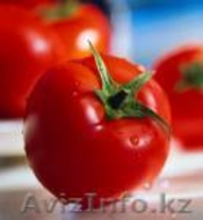 Семена овощей и картофеля - Изображение #8, Объявление #597607