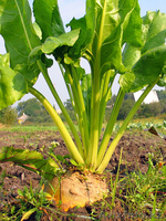 Семена овощей:лука,моркови,свеклы,капусты,корамовых - Изображение #2, Объявление #597616