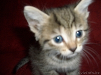 Котята,Астана,даром - Изображение #2, Объявление #590355