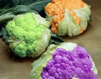 Семена овощей и картофеля - Изображение #7, Объявление #597607