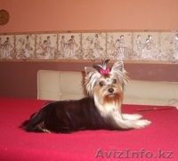 Щенки йоркширского терьера.  - Изображение #2, Объявление #579695