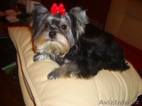 Щенки йоркширского терьера.  - Изображение #1, Объявление #579695