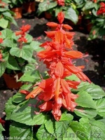 Продам рассаду однолетних цветов - Изображение #7, Объявление #670834