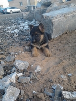 немецкие овчарки девочки - Изображение #1, Объявление #649561