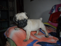 Продам щенков породы мопс! - Изображение #1, Объявление #684819