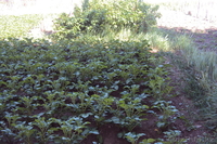 Продам 3х-комнатную квартиру.Жилой массив "Заречный" Левый берег. - Изображение #3, Объявление #682825