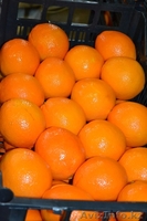 Fruit Life Company - Изображение #8, Объявление #688891