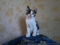 Отдам очаровательную кошечку - Изображение #2, Объявление #695777