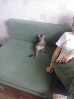 котенок хороший - Изображение #3, Объявление #716484