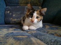 Отдам очаровательную кошечку - Изображение #3, Объявление #695777