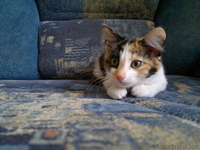 Отдам очаровательную кошечку - Изображение #4, Объявление #695777