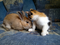 Отдам очаровательную кошечку - Изображение #5, Объявление #695777