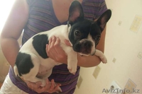 Продам французкого бульдога(девочка) 4 мес. - Изображение #2, Объявление #743509