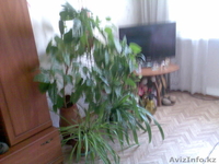 Уютная, теплая 3-х комнатная квартира в центре правобережья  - Изображение #1, Объявление #748408