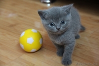 ПРОДАМ Британских плюшевых котят - Изображение #6, Объявление #734814