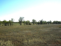 продам  землю 50 га. Гос Акт.Целевое назначение К/Х под сад, огород.  - Изображение #1, Объявление #739506