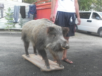 чучело стоячего кабана - Изображение #2, Объявление #744771