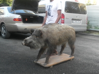 чучело стоячего кабана - Изображение #3, Объявление #744771