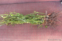 Продаю Саженцы Роз. оптом - Изображение #3, Объявление #781700