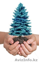 Саженцы! Голубая ель, Озеленение! - Изображение #3, Объявление #784637