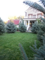 Саженцы! Голубая ель,Озеленение! - Изображение #3, Объявление #784642