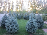Саженцы! Голубая ель,Озеленение! - Изображение #2, Объявление #784642