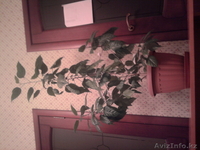 растения комнатные - Изображение #1, Объявление #806717