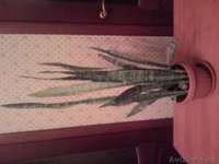 растения комнатные - Изображение #2, Объявление #806717