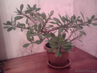растения комнатные - Изображение #4, Объявление #806717