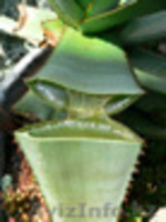  Алоэ Вера соки пить – всегда здоровыми ходить! - Изображение #3, Объявление #833362