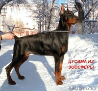 Продам щенка Добермана от ИнтерЧемпионов, РКФ - Изображение #3, Объявление #804799