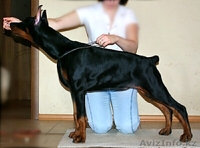 Продам щенка Добермана от ИнтерЧемпионов, РКФ - Изображение #2, Объявление #804799