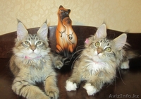Продаются мейн кун из питомника "KUNKITTI ASTANA" - Изображение #1, Объявление #841831
