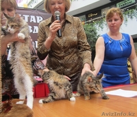 Продаются мейн кун из питомника "KUNKITTI ASTANA" - Изображение #7, Объявление #841831