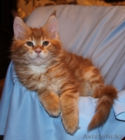 Котята мейн кун из питомника "KUNKITTI ASTANA" - Изображение #2, Объявление #841829