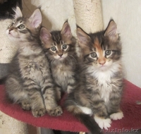 Продаются мейн кун из питомника "KUNKITTI ASTANA" - Изображение #4, Объявление #841831