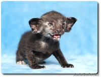 Продается Ориентальная кошечка (шоу-класс) - Изображение #1, Объявление #852743