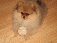 ЩЕНОК ПОМЕРАНСКОГО ЩПИЦА - Изображение #2, Объявление #856231