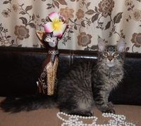 Котята мейн кун из питомника "KUNKITTI ASTANA" - Изображение #4, Объявление #841829