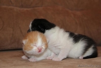 Очаровательные котята в ответственные руки - Изображение #5, Объявление #852140