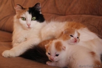 Очаровательные котята в ответственные руки - Изображение #4, Объявление #852140