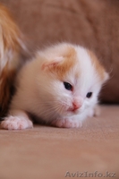 Очаровательные котята в ответственные руки - Изображение #3, Объявление #852140