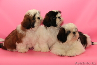 Ши-тцу Шар\'м Золотой  - Изображение #1, Объявление #885573